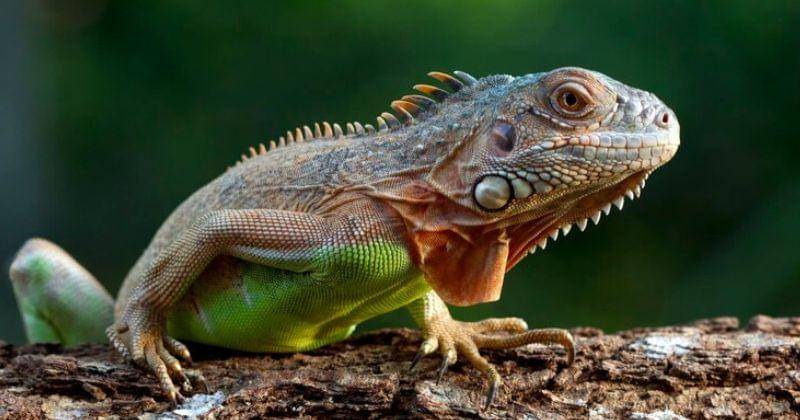 Freepik/kuritafsheen77